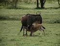 Nursing wildebeast